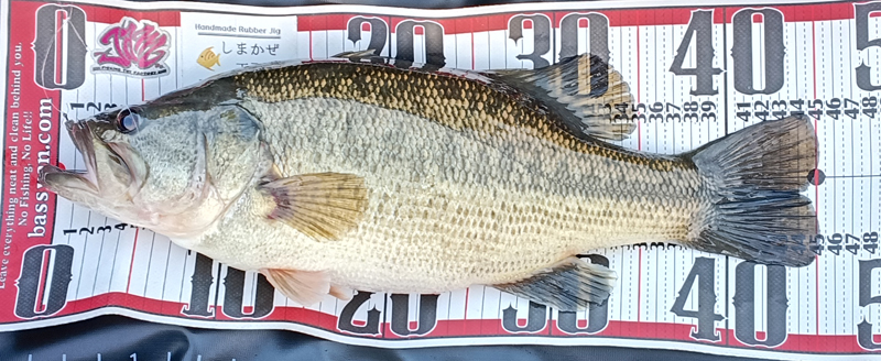 バス釣り琵琶湖釣果