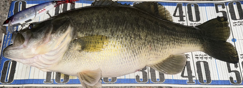 琵琶湖バス釣り釣果