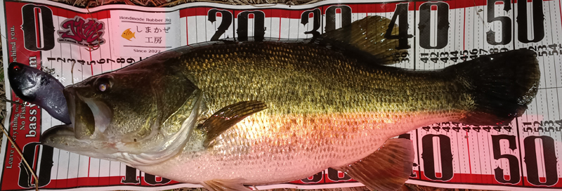 琵琶湖 バス釣り 釣果情報