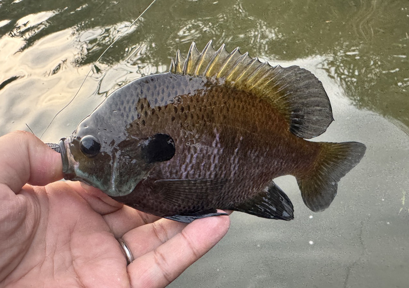 琵琶湖バス釣り釣果情報