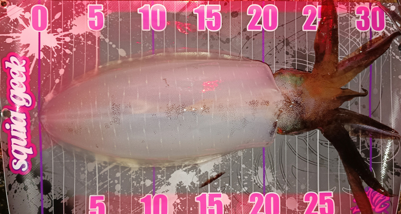 2026年9月25日に宮津エリアで釣れた胴長21cmのアオリイカ