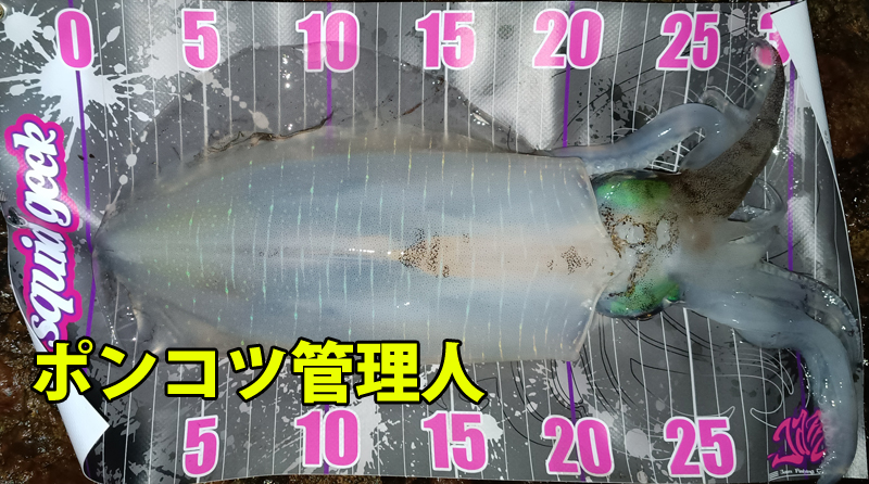 ポンコツ管理人が釣り上げた胴長22cmのアオリイカ