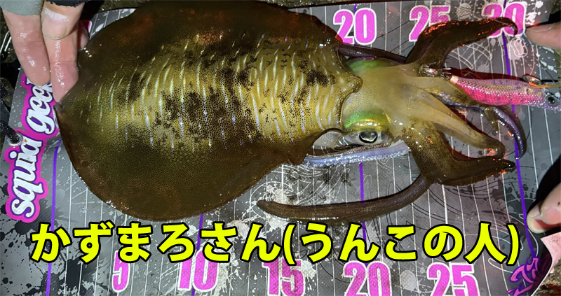 かずまろさんが釣り上げたアオリイカ