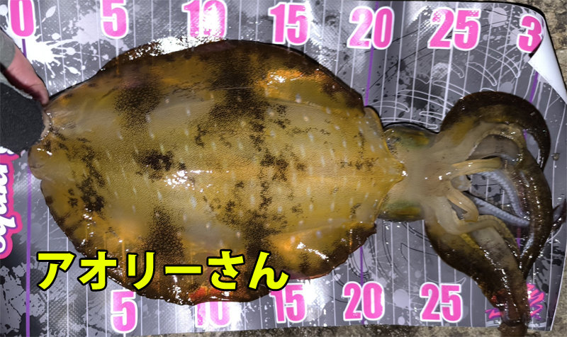 aolyさんが最後まで粘って釣り上げたアオリイカ