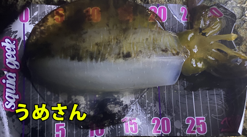 うめさんが釣り上げたアオリイカ