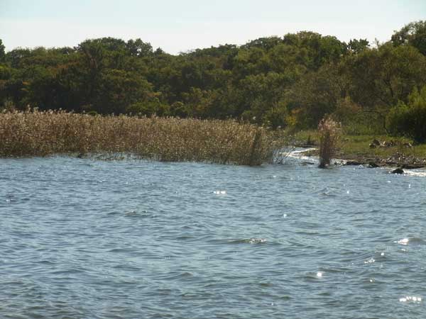 安曇川浜園地の南にある葦地区のおかっぱりポイント