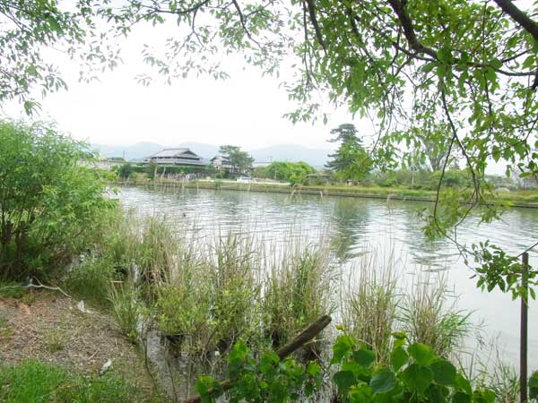 天野川 バス釣り おかっぱりポイント