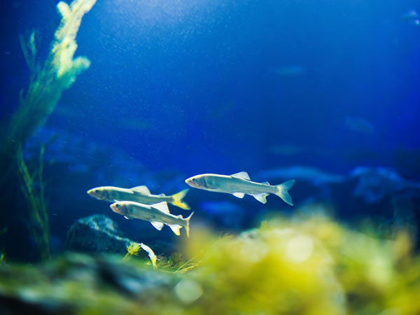 バス釣り 釣ったと釣れたの違い