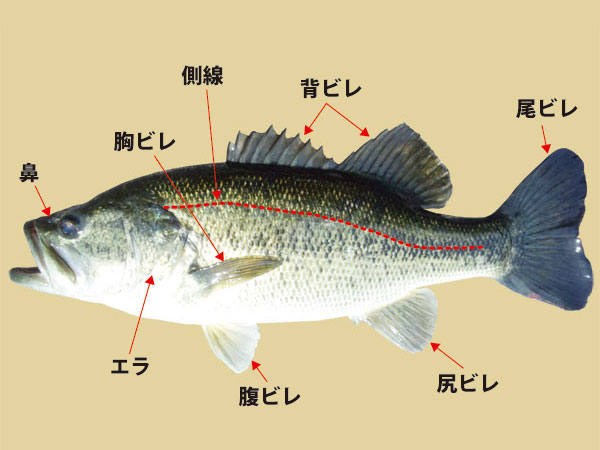 バス釣り バスの能力