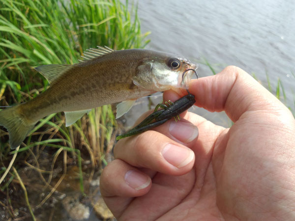 バス釣り バスの種類