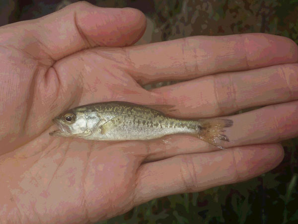 バス釣り 成長速度