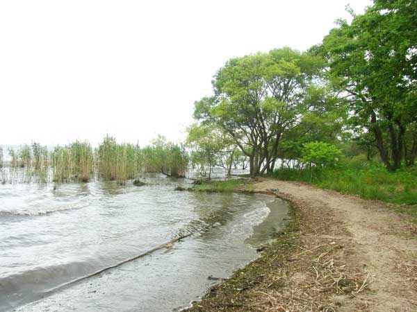 針江浜遺跡 バス釣り おかっぱりポイント