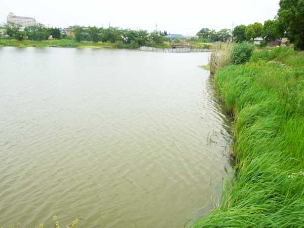 蓮原農村公園池 バス釣り おかっぱりポイント