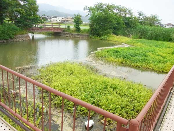 蓮原農村公園池 バス釣り おかっぱりポイント