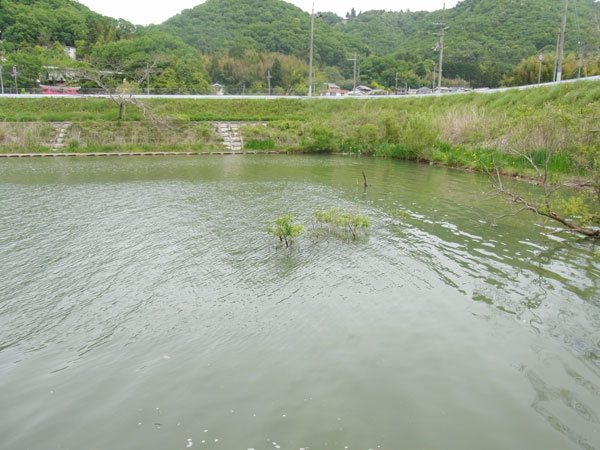 青野ダム バス釣り ポイント おかっぱり