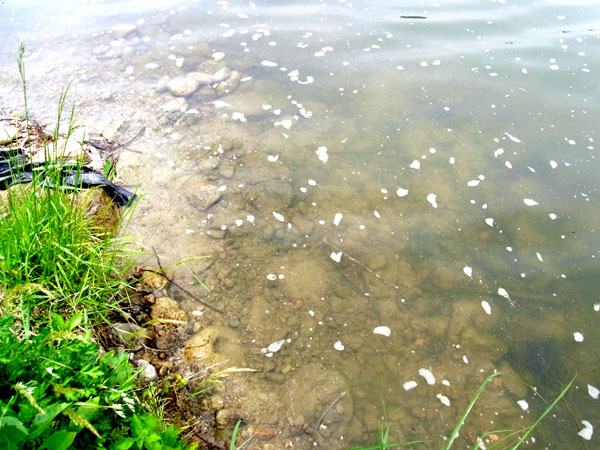 青野ダム バス釣り ポイント おかっぱり