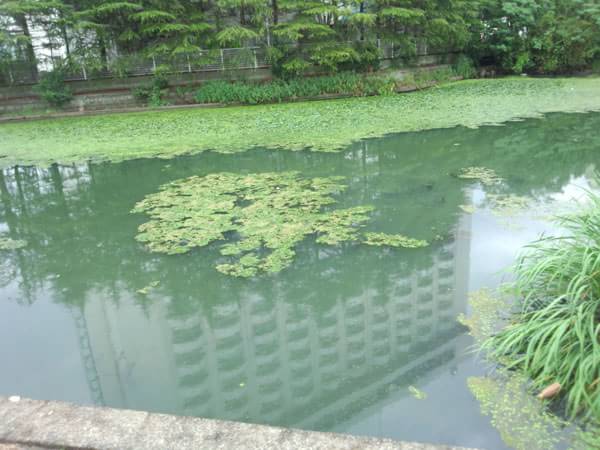 木浜1号水路の夏場のポイント状況