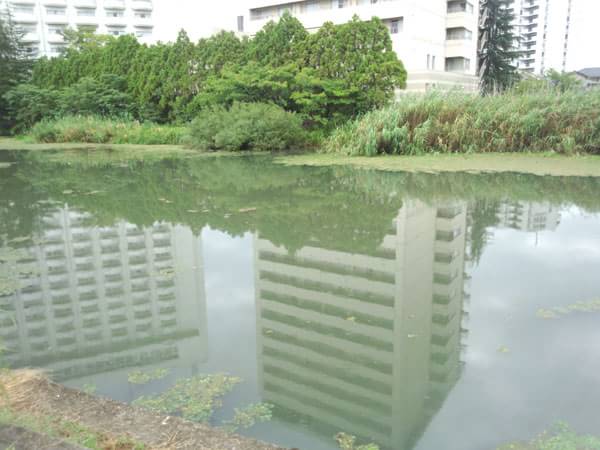 木浜1号水路奥の葦際のポイント