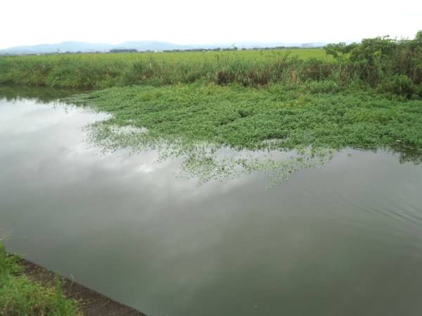 木浜5号水路奥のウィードのポイント