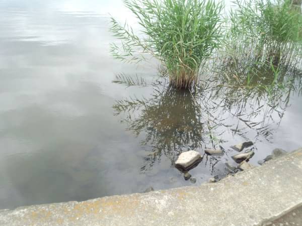 西の湖おかっぱりポイントの足場