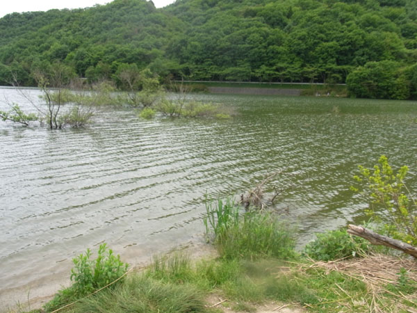 青野ダム バス釣り ポイント おかっぱり