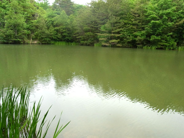 青野ダム バス釣り ポイント おかっぱり