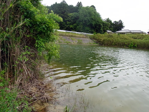 青野ダム バス釣り ポイント おかっぱり