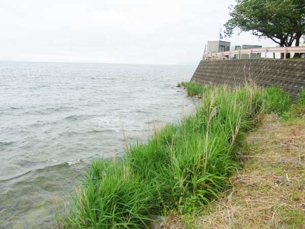 菅浦 バス釣り おかっぱりポイント