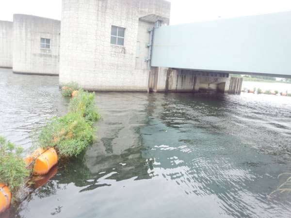 津田江③水門内のポイント