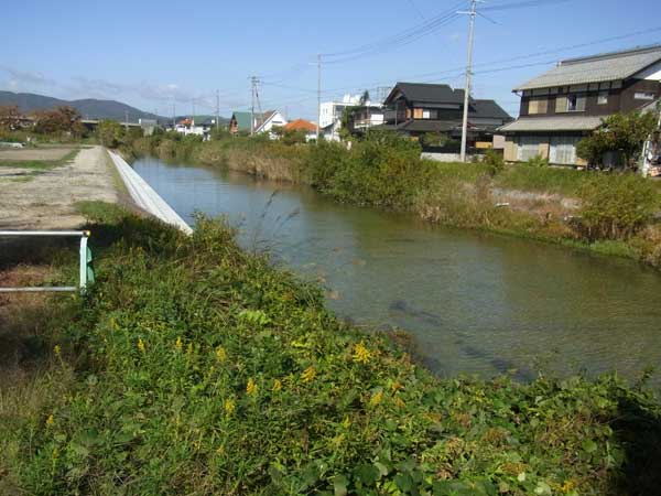 和田打川の葦際のポイント