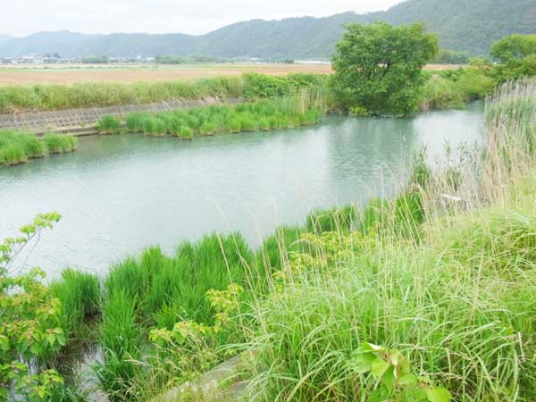 余呉川 バス釣り おかっぱりポイント